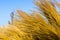 Chinese Silver Grass, Maiden Grass, Miscanthus chinese, Miscanthus sinensis illuminated by soft evening sunlight, autumn