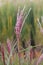 Chinese silver grass Miscanthus sinensis Boucle, reddish plume