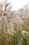 Chinese silver grass Miscanthus sinensis Federweisser, flower plumes