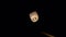 Chinese sky lantern flying away at night