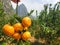 Chinese small cumquat oranges in hand