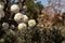 Chinese snowball tree in bloom