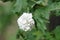 Chinese Snowball Viburnum