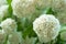 Chinese snowball viburnum flower heads are snowy. Delicate caves of white flowers on the branches.