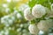 Chinese snowball viburnum flower heads are snowy. Delicate caves of white flowers on the branches.