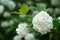 Chinese snowball viburnum flower heads are snowy. Delicate caves of white flowers on the branches.