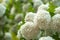 Chinese snowball viburnum flower heads are snowy. Delicate caves of white flowers on the branches.