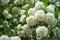 Chinese snowball viburnum flower heads are snowy. Delicate caves of white flowers on the branches.