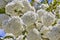 Chinese snowball  Viburnum from NYC