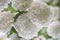 Chinese snowball white flowers closeup - flowering shrub in spring