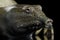 Chinese Soft Shell Turtle isolated on Black background
