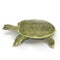 Chinese soft-shelled turtle on white. 3D illustration