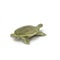 Chinese softshell turtle Pelodiscus sinensis on white. 3D illustration