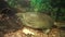 Chinese softshell turtle trionyx sleeps at the bottom of the aquarium.