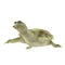 Chinese Softshell Turtle on white. 3D illustration