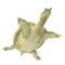 Chinese Softshell Turtle on white. 3D illustration