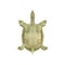Chinese Softshell Turtle on white. Bottom view. 3D illustration