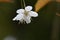 Chinese sour cherry (Prunus pseudocerasus) flowers.