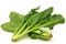 Chinese spinach (Ipomoea aquatica)