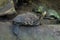 Chinese stripe-necked turtle (Ocadia sinensis).