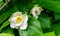 Chinese Sweetshrub  - Calycanthus chinensis in the botany in Poland. Close up