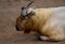 Chinese takin or gold inhabits the mountainous regions of the Himalayas, India and western China Assam, Mishmi, SÂ´chuan, Shensi.