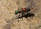 The Chinese tiger beetle