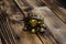 Chinese toad on wooden background