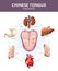 Chinese Tongue Diagnosis. Internal organs projections. Medical vector infographics