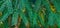 Chinese Torreya Torreya grandis green foliage in spring Arboretum Park Southern Cultures in Sirius Adler Sochi.