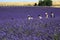 Chinese tourists walking among lavender fields, Provence