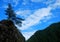 A Chinese tree stands symbolically on Mount Cangshan