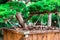Chinese tree in a wooden flowerpot with close up.