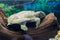 The Chinese Trionyx turtle Pelodiscus sinensis swimming in the aquarium