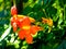 Chinese trumpet creeper blooming