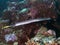 Chinese trumpetfish