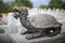 Chinese turtle statue