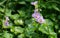 Chinese violet Asystasia gangetica T.Anders. Purple flowers bloom in the garden.