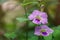Chinese violet or purple creeping foxglove funnel shaped flowers