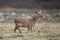 Chinese water deer, Hydropotes inermis