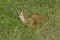 Chinese Water Deer, hydropotes inermis, Adult laying on Grass