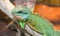 Chinese water dragon Physignathus cocincinus is a species of a