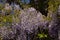 Chinese westeria flowers closup - Wisteria sinensis