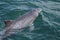 Chinese white dolphin (Sousa chinensis)