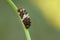 Chinese Windmill butterfly - Atrophaneura alcinous