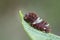 Chinese Windmill butterfly - Atrophaneura alcinous