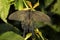 Chinese Windmill butterfly - Atrophaneura alcinous