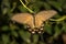 Chinese Windmill butterfly - Atrophaneura alcinous