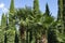 Chinese windmill palm Trachycarpus fortunei or Chusan palm with rows Mediterranean Cypress Cupressus sempervirens