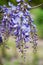Chinese Wisteria Sinensis Blooming Flower